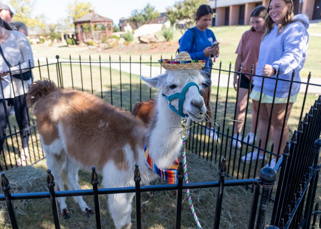 Pictured, SSC students interact with one of the many animals brought to campus by The Little Bitty Acres Mobile Petting Zoo.